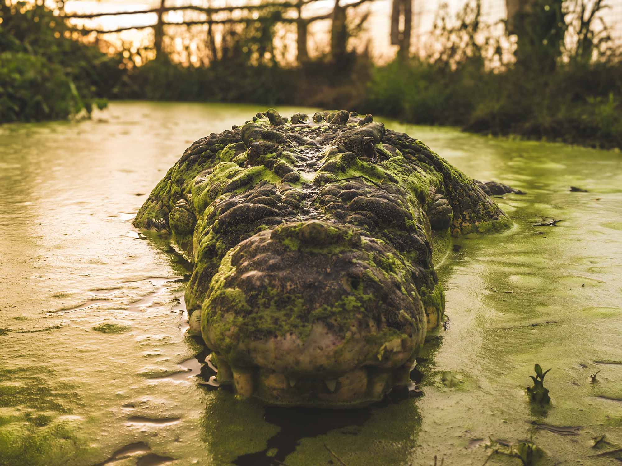 Close up portrait of the head of an Australian saltwater crocodile staring straight at the camera