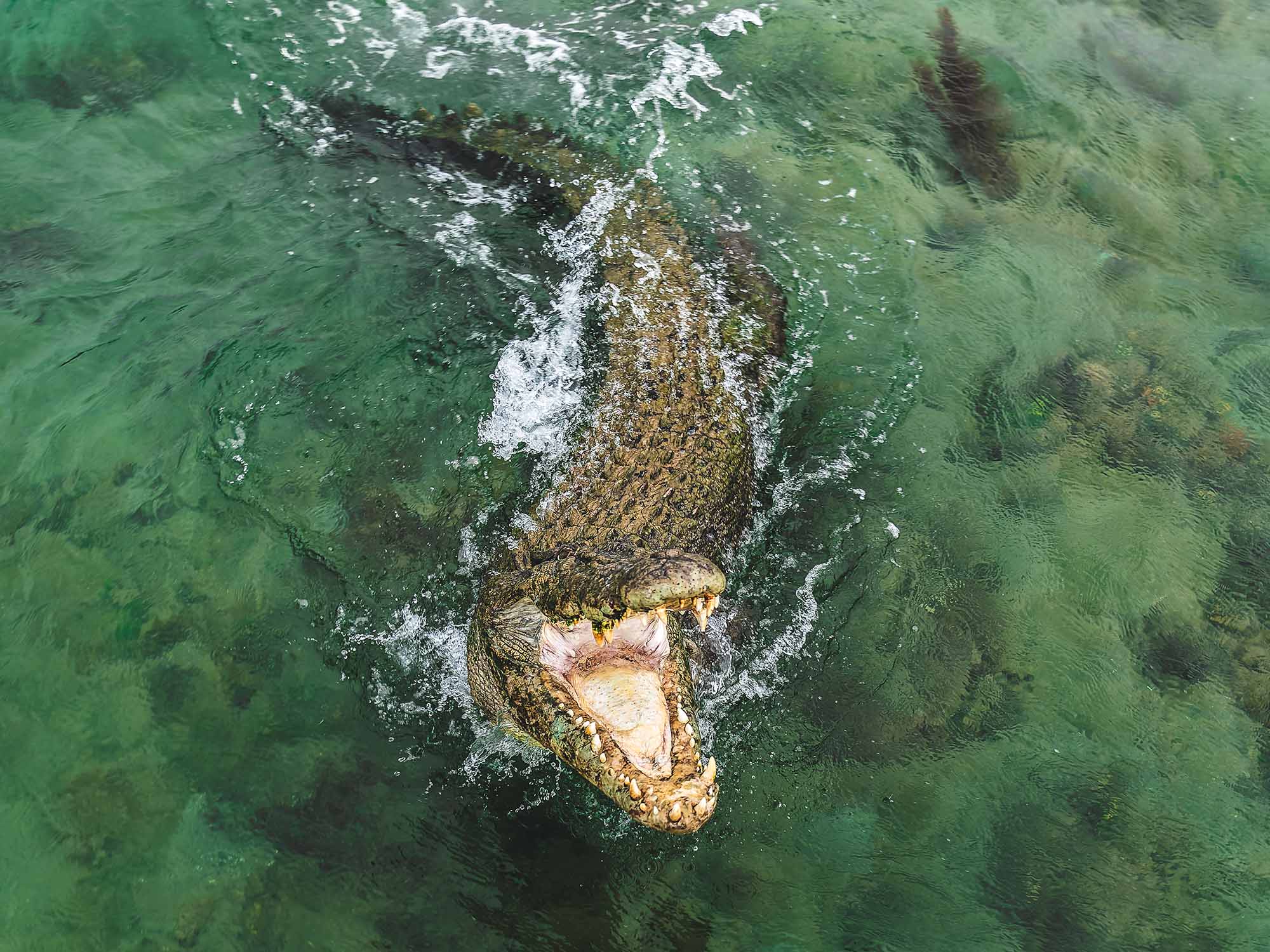 Handheld aerial photo looking down at a wild Australian saltwater crocodile lunging out of shallow green water, mouth open towards the camera